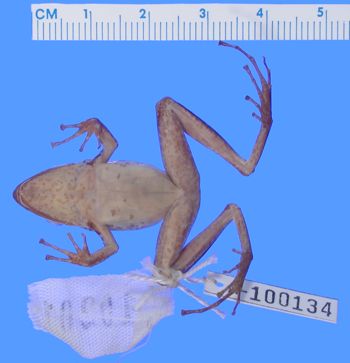 Media type: image; Herpetology A-100134